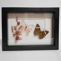 Peggy Jackson Framed Butterflies Entomology Merolina Clear Wing Adelpha ... - $44.53
