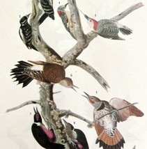 Five Woodpecker Types Bird 1946 Color Art Print John James Audubon Natur... - $39.99
