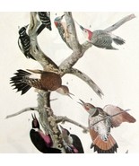 Five Woodpecker Types Bird 1946 Color Art Print John James Audubon Natur... - $760.08 MXN