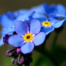 500 Blue Chinese Forget Me Not Hounds Tongue Cynoglossum Amabile Flower Seeds Ne - $14.90