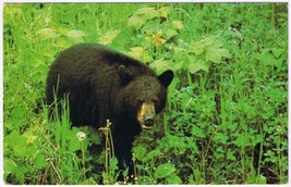 Postcard Bear Greetings From Dorset Lake Of Bays Ontario - £2.96 GBP