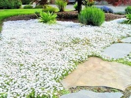 US Seller 501 Snow In Summer Flower Seeds Perennial Groundcover Drought Tolerant - £7.22 GBP