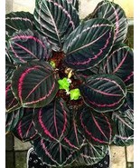 25+ Calathea Dottie  Seeds | Calathea Roseopicta Dottie for Garden and  ... - €4,35 EUR