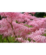 Red Umbrellas Meadowsweet Plant Filipendula 4 &quot; Pot Plant - $40.43 CAD