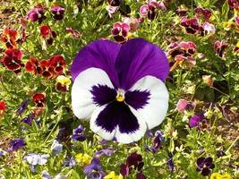 Shipped From Us 10,000 Pansy Swiss Giants Mix Seeds, ZG09 - £53.53 GBP