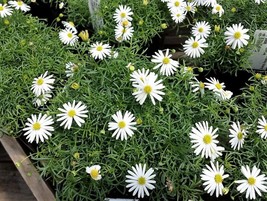 Septh 200 White Swan River Daisy Brachyscome Iberidifolia Flower Seeds * - £4.63 GBP