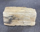1.47 lbs 5” Petrified Wood Log, Estate Find Fossilized Tree. Fossil - £13.23 GBP