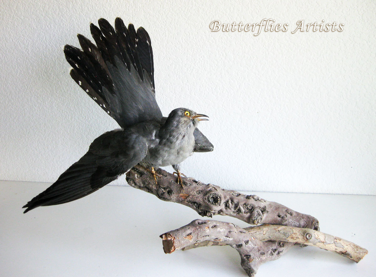 Real Stuffed Bird Cuckoo Cuculus Canorus Taxidermy Hunting Trophy Scientific - $329.99