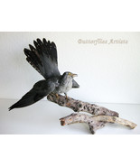 Real Stuffed Bird Cuckoo Cuculus Canorus Taxidermy Hunting Trophy Scient... - $6,272.07 MXN