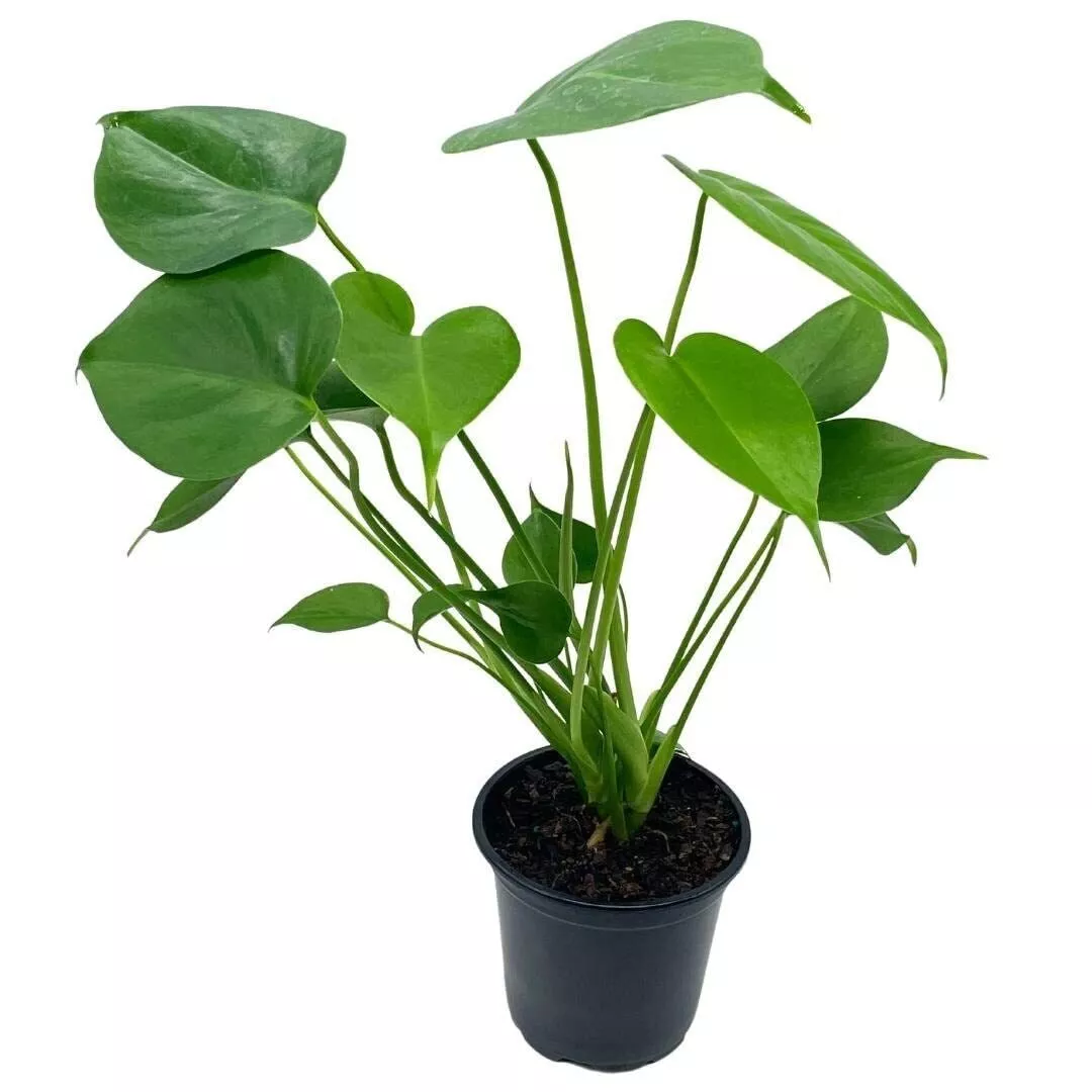 Monstera Deliciosa Split Leaf philodendron Huge Very Well Grown 4 in Pot - £37.20 GBP