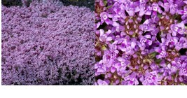 6,000 Creeping Thyme Seeds Beautiful Blooms Dwarf 6 Inch Variety Gardening - £31.96 GBP