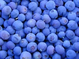 Seeds 50 Northern Highbush Blueberry Bush Fruit Berry Shrub Seeds *Flat Sh - £20.19 GBP