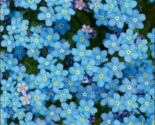 100 chinese blue wildflower forget me not seeds garden annual thumb155 crop