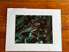 Wilderness Photography Signed PURPLE FINCH w Babies in Fir Tree Print in Cream - $14.89