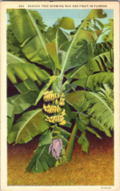 Banana Tree Showing Bud And Fruit In Florida Vintage Postcard  (A9) - £9.49 GBP