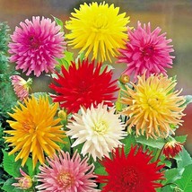 300 Giant Cactus Zinnia Mix Seeds Summer Flowering Fast - £5.59 GBP