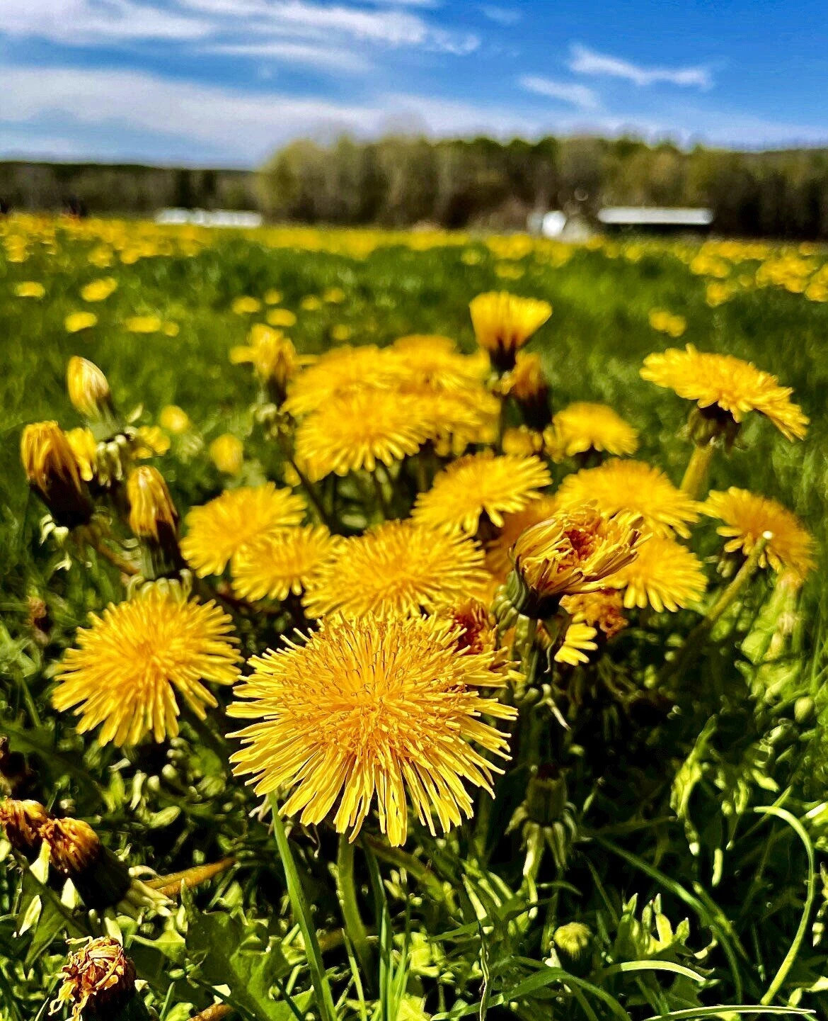 100 Dandelion Seeds / True / Wild / Yellow Flowers / Organic Perennial Item image 2