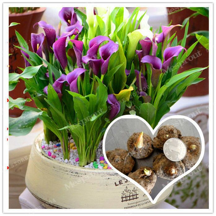 Calla Lily Bulbs, Not Seed, Beautiful Flower, Rare Purple Calla Flowers Bulbs - $9.99 - $29.99