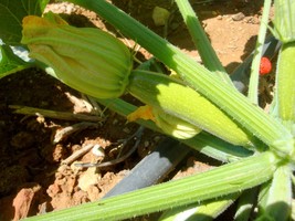 Squash princess zucchini heirloom seeds 50 SEEDS, code 112 - £3.95 GBP