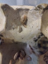 10 ct Porcellio Laevis How Now Isopods - $28.04