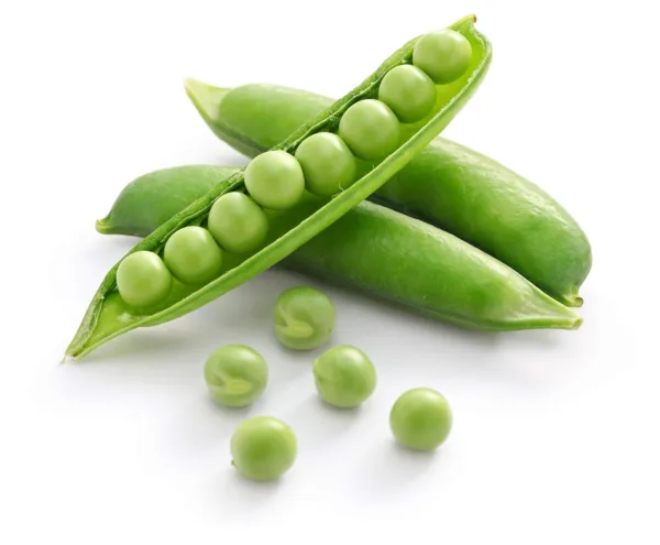 Pea Seeds For Planting-Sprouting-Microgreens-Oregon Sugar Pod Ii-50 Vege... - $17.92