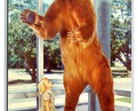 Kodiak Bear Museum of Science Miami Florida FL UNP Chrome Postcard S7 - $4.90
