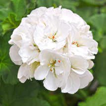 10 Seeds White Zonal Pelargonium Seeds White Terry Semidouble Geranium Seeds Gar - £4.91 GBP