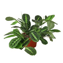 Maranta &#39;Lemon Lime&#39;-6&quot; Pot - $1,004.06 MXN