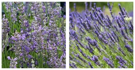 200 Pcs French Provence Lavender Beautiful Flower Very Fragrant Organic Plant  - £17.29 GBP