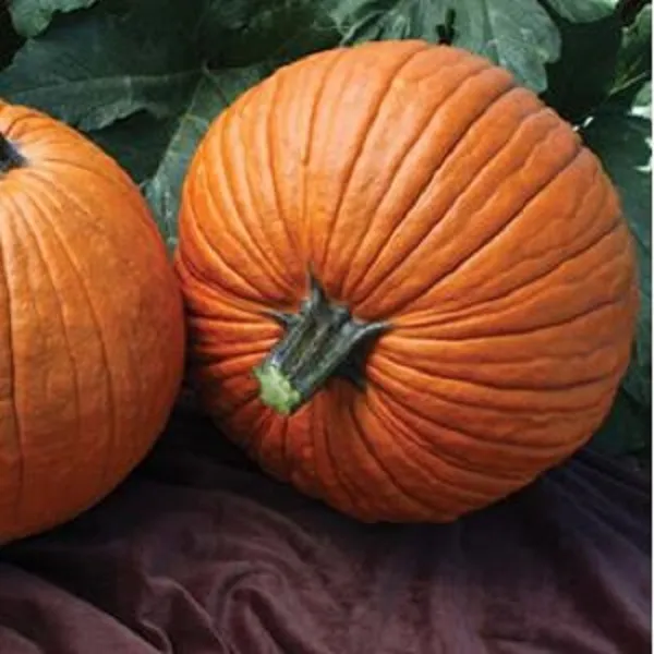 Pumpkin Seeds Pumpkin Mrs Wrinkles 25 Seeds Fresh New - $18.50