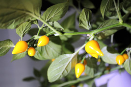 25 Yellow Biquinho Pepper Brazilian Capsicum Chinense Chile Sweety Drop Seeds - £13.58 GBP