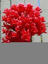 Red Torch Cactus Seeds {Bolivicereus S.} Showy  Houseplant  - $10.98