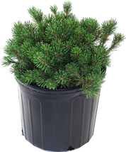 Slowmound Mugo Pine Evergreen NEW - £91.87 GBP