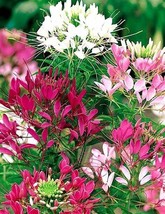 100 Bright Pink White Mix Spider Seeds Clome Spinosa Perennial Fresh Gar... - $8.98