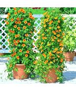 50+Black Eyed Susan Vine Flower Seeds Flowering Vine Garden Patio Container Easy - €10,29 EUR