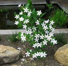 Wrightia antidysenterica, Walidda, Asian Snow Jasmine, Sampaguita Live P... - £10.95 GBP