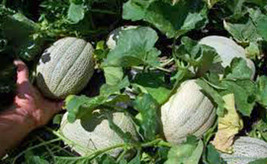 Cantaloupe, Hales Best Jumbo, Heirloom, Organic 25+ Seeds, Sweet And Delicious - £1.99 GBP
