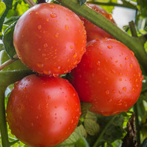 New Fresh Rutgers Tomato Seeds Organic Tomato Seeds Seeds Tomatoes At Home - $2.98