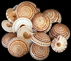 sea shell Sundial 1 to 2 inch craft or aquarium lot of 6 Very Beautiful ... - $5.69