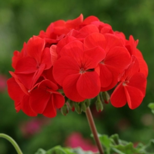 10 Fresh Seeds ~ Maverick Red Geranium