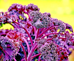 300+ Kale Ornamental Borecole Spring Red Seeds Garden Beautiful Deer Res... - $7.99