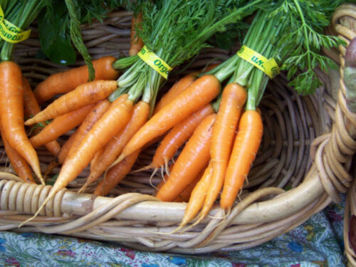 MBK 775 Seeds Carrot Danvers Heirloom Groco Fresh Garden - $8.79