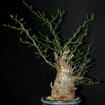 NEW 2pcs Operculicarya decaryi Fresh Seeds Good bonsai plants - £17.47 GBP