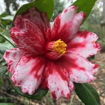 Vulcan Variegared Bloom Camellia Japonica Live Starter Plant Fast Shipping - $47.03