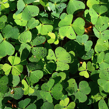 Shamrock Oxalis Medicago Trifolium Flower 100 PCS Seeds - $11.29