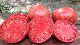 50 Seeds Jazzy Beefsteak Tomato Tomatoe Vegetable Garden Edible Food - $7.45