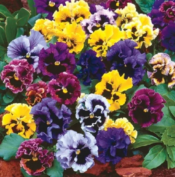 Mpb 3 Pansy Seeds Frizzle Sizzle Mix Flower Seeds 50 Seeds Garden - £9.43 GBP