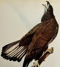 Bald Eagle #2 Bird 1946 Color Plate Print John James Audubon Nature DWV2E - £31.44 GBP