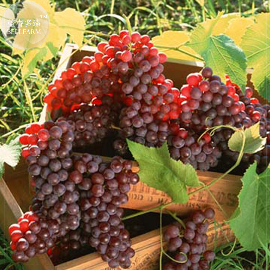 Little Bee Sweet Pink Grape Seeds 30 Seeds Pack Tasty Dense Juicy Fruits... - $13.98