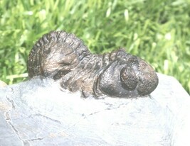 Item image 15
